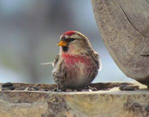 redpoll (Sunshine!)