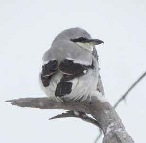 shrike (Winter!)