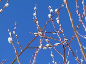 pussy willows (More Winter at Ginty Creek)