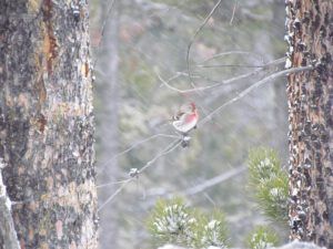 redpoll (More Winter at Ginty Creek)