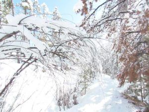 bowed down bushes (More wintry than winter!)