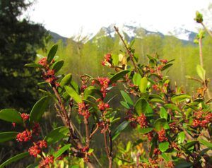 flase box (Trip to Bella Coola)