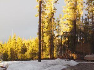 morning light before snow (More wintry than winter!)