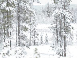 snowy trees (More wintry than winter!)