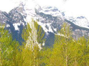 spring green (Trip to Bella Coola)