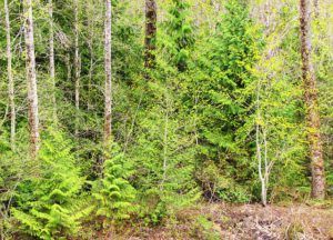 spring pointelism (Trip to Bella Coola)