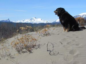 Badger (Spring is right around the corner.)