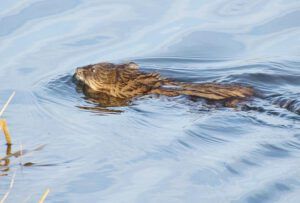beaver (Signs of Spring at Ginty Creek.)