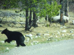 black bear (Spring is right around the corner.)
