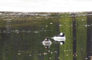 buffleheads (Signs of Spring at Ginty Creek.)