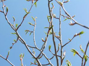 cottonwood buds (The first hint of spring at Ginty Creek.)