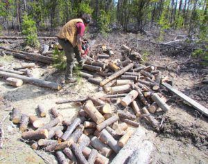 cutting firewood (April work at Ginty Creek)