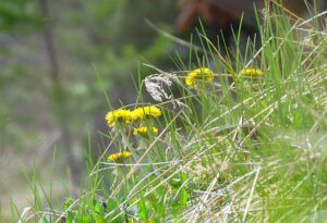 dandelions (Spring is right around the corner.)