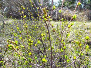 dwarf birch (The first hint of spring at Ginty Creek.)