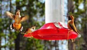 female throat (Hummingbirds)