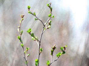 first green leaves (The first hint of spring at Ginty Creek.)