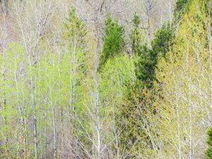 first mist of green (The first hint of spring at Ginty Creek.)