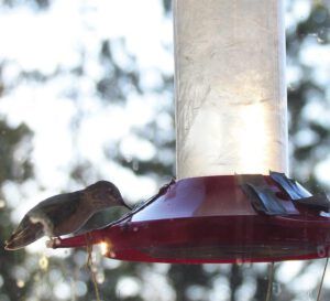 frozen sugar (Hummingbirds)