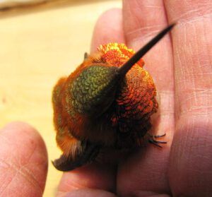 irridescence (Hummingbirds)