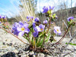 jacob’s ladder (The first hint of spring at Ginty Creek.)
