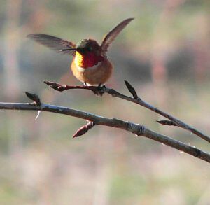 liftoff 2 (Hummingbirds)