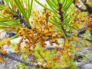 mistletoe (Signs of Spring at Ginty Creek.)