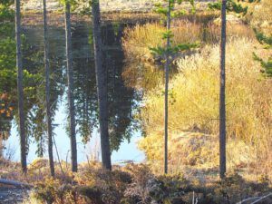 pond finally open (Signs of Spring at Ginty Creek.)