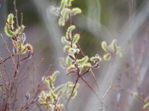 pussy willows (Signs of Spring at Ginty Creek.)