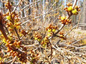 soopolallie (Signs of Spring at Ginty Creek.)