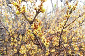 soopolallie (The first hint of spring at Ginty Creek.)