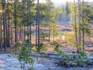 spring morning (Spring is right around the corner.)