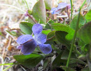 violets (Signs of Spring at Ginty Creek.)
