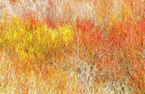 willow twigs (Signs of Spring at Ginty Creek.)