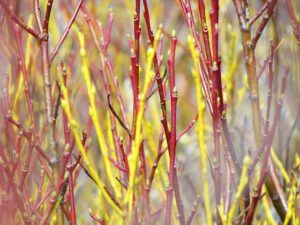 willow twigs (Spring is right around the corner.)