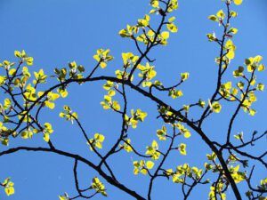 Leaves and sky (Spring!!!)