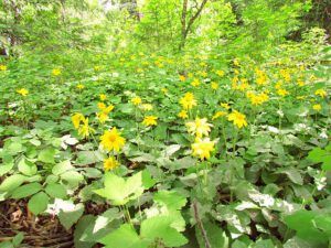 arnica (Bella Coola 26th May)