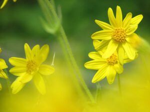 arnica close-up (Bella Coola 26th May)