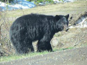 black bear (Bella Coola 26th May)