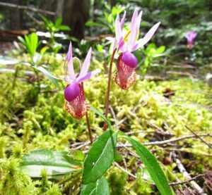 calypsos (Bella Coola 26th May)
