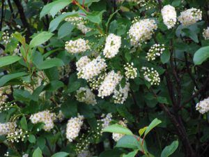 choke cherry 1 (Walker Valley at the one-oh-eight)