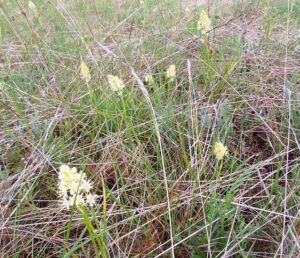 death camas (Walker Valley at the one-oh-eight)