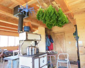 drying kale 2 (A Walk around the Wetlands at Ginty Creek)