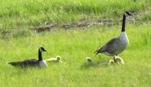 geese (Walker Valley at the one-oh-eight)