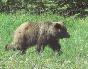 grizzly (Bella Coola 26th May)