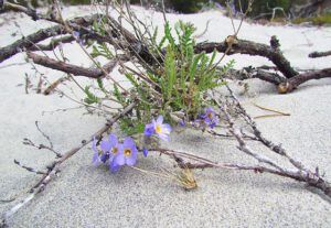 jacobs ladder on dunes. (Spring!!!)
