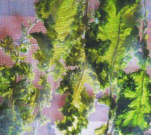 kale on screen (A Walk around the Wetlands at Ginty Creek)