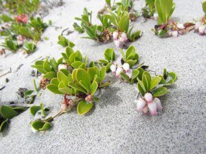 kinnikinnick on dunes (Spring!!!)