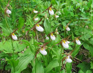 ladyslipper (Bella Coola 26th May)