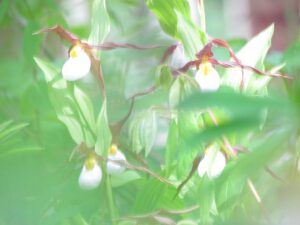 ladyslipper in  grass (Bella Coola 26th May)