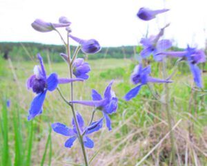 larkspur (Walker Valley at the one-oh-eight)